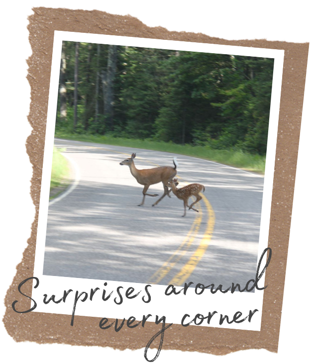 Scenic+Drives+in+Sayner-Star+Lake,+Wisconsin Scenic+Drives+in+Sayner-Star+Lake,+Wisconsin